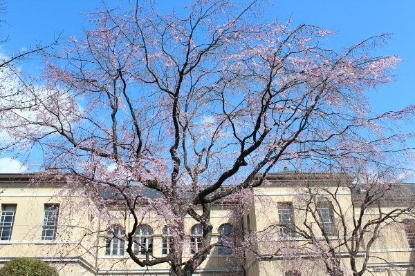 3348-１３．３．２１祇園枝垂れ桜　北側旧本館バック.jpg